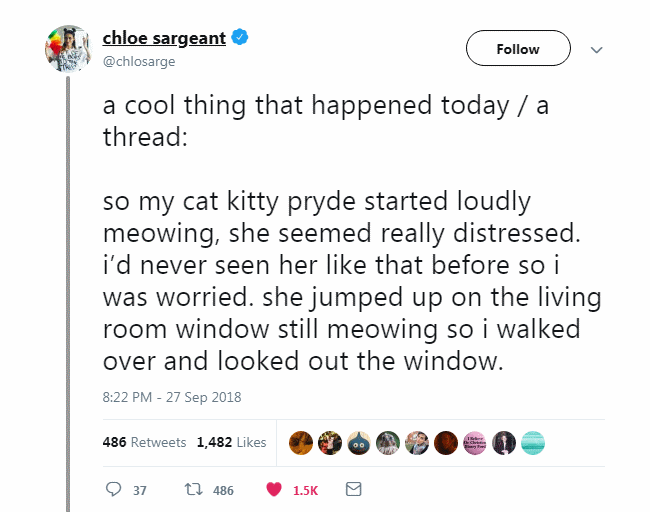 a cool thing that happened today / a thread:

so my cat kitty pryde started loudly meowing, she seemed really distressed. i’d never seen her like that before so i was worried. she jumped up on the living room window still meowing so i walked over and looked out the window.